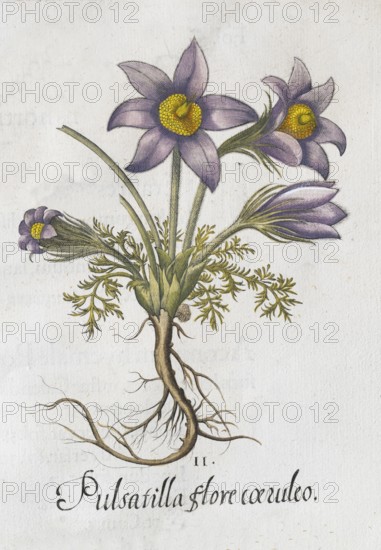 Pasque flower (Pulsatilla vulgaris), hand-coloured copperplate engraving by Basilius Besler, from