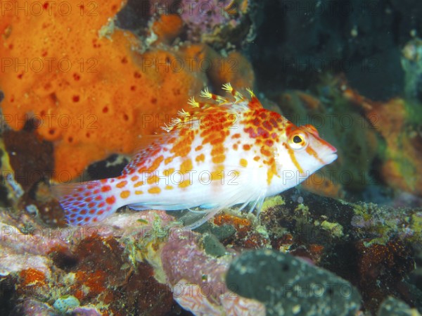 A brightly coloured fish, Dwarf Hawkfish (Cirrhitichthys falco), stands out in front of colourful