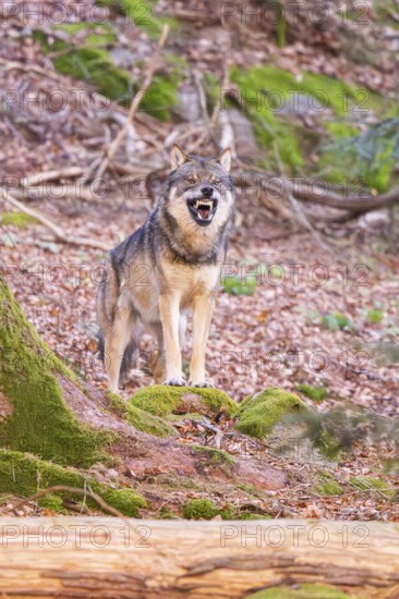 Eurasian wolf (Canis lupus lupus) standing in a forest, Bavarian Forest Nationalpark, Bavaria,