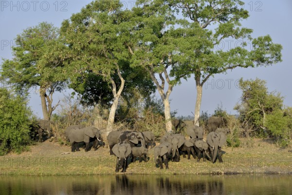 Elephant (Loxodonta africana) herd on the Cuando River, Bwabwata National Park, Zambezi Region,