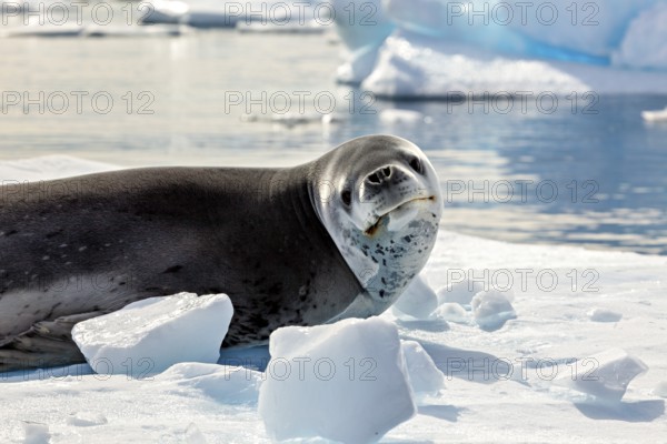 A sea lion lies on an ice floe in a quiet Antarctic landscape, leopard seal (Hydrurga leptonyx) on