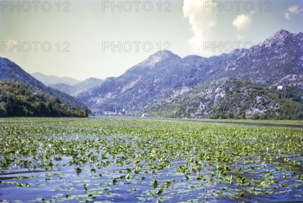 Water lilies, Lake Shkodra Lake Skadar Lake Scutari, between Albania and Montenegro, former