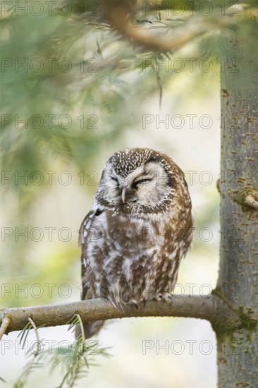 Boreal owl (Aegolius funereus) sitting in a tree in winter, Bavarian Forest Nationalpark, Bavaria,