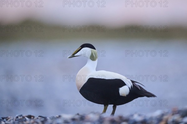 Common eider (Somateria mollissima) male on the beach at sunset, Düne, Helgoland,
