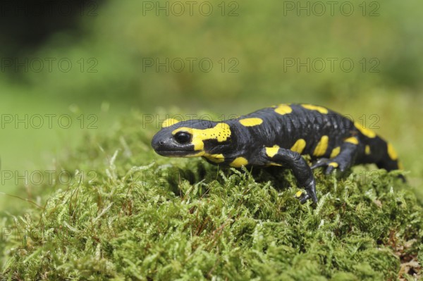 Fire salamander (Salamandra salamandra), running over moss, Wildlife, North Rhine-Westphalia,