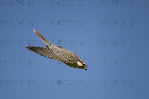 Lanner falcon (Falco biarmicus) adult bird of prey diving down in flight, England, United Kingdom -