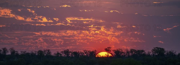 Impressive sunset over the African savanna, silhouette of the horizon with trees in front of the