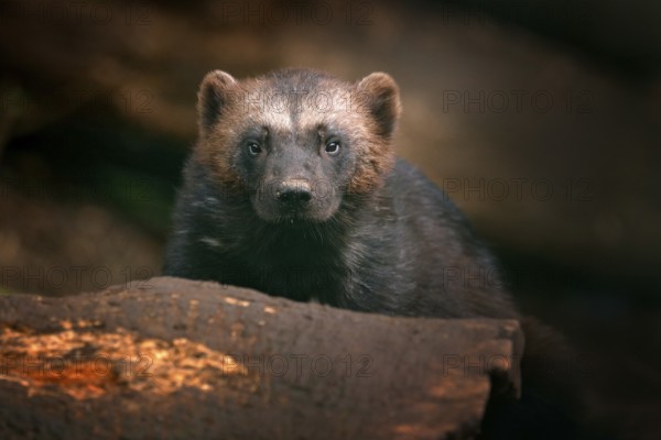 Detail portrait of wild wolverine. Face portrait of wolverine. Running tenacious Wolverine in