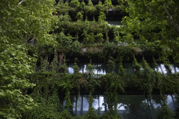 Windows are overgrown, climate-neutral façade greening on the new building, office building of CMS