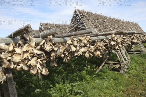 Wooden racks with air-dried atlantic cod (Gadus morhua) Lofoten, Northern Norway, Norway,