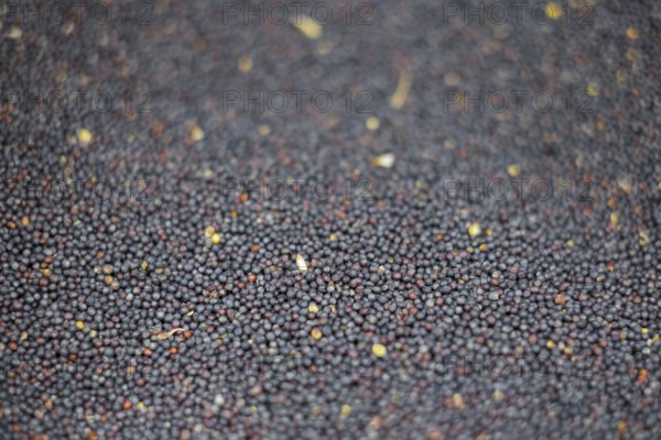 Rapeseed, Germany