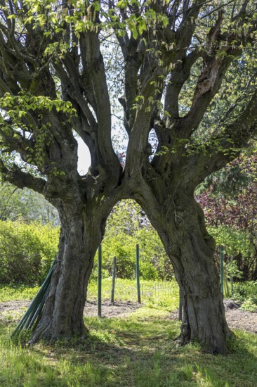 2 hornbeams (Carpinus betulus) growing together in the churchyard in Limbach, Wilsdruff, Saxony,