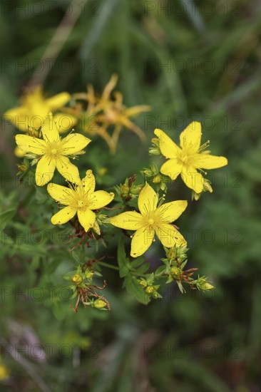 Common St John's wort (Hypericum perforatum), spotted St John's wort or common St John's wort