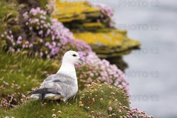 Northern fulmar (Fulmarus glacialis) sitting in front of a flower-covered grass cushion and