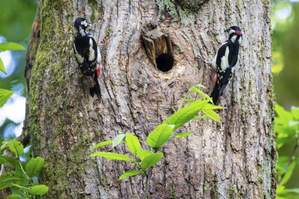 Great spotted woodpecker (Dendrocopos major), breeding pair with food in their beaks at the