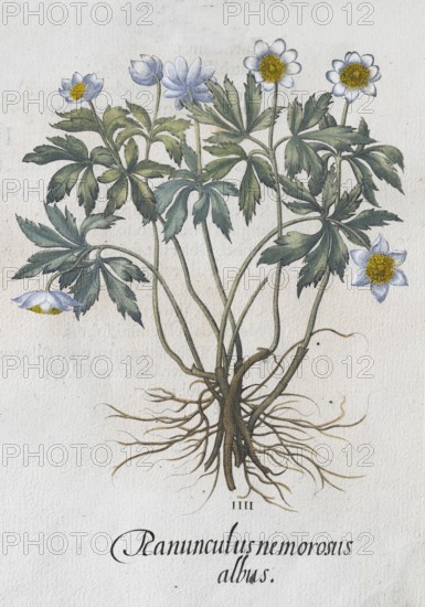 Wood anemone (Anemone Nemrosa), hand-coloured copperplate engraving by Basilius Besler, from Hortus