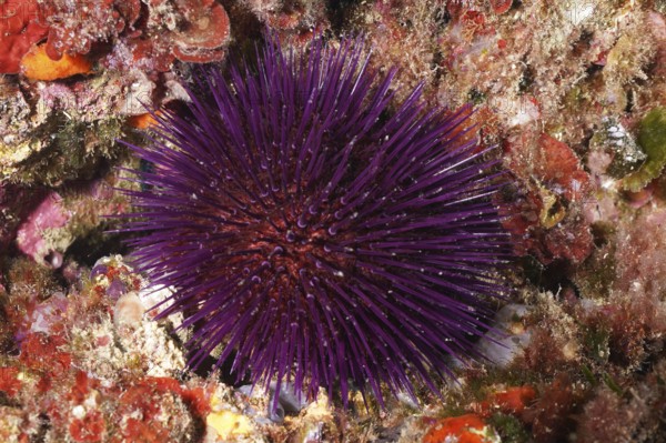 Sphaerechinus granularis (Sphaerechinus granularis) among red algae on the seabed, dive site Cap de