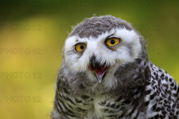Snowy owl (Bubo scandiacus), adult, portrait, hooting, Kasselburg, Eifel, Germany