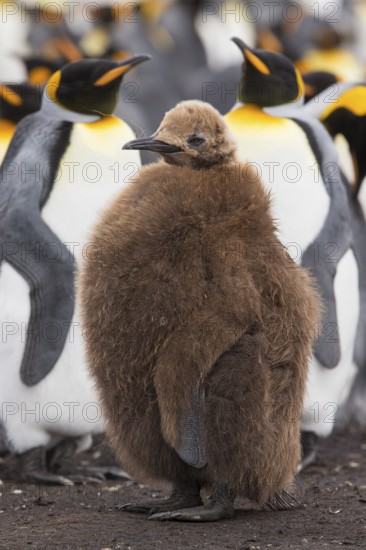 King Penguin (Aptenodytes patagonicus) juvenile, Volunteer Point, Falkland Islands