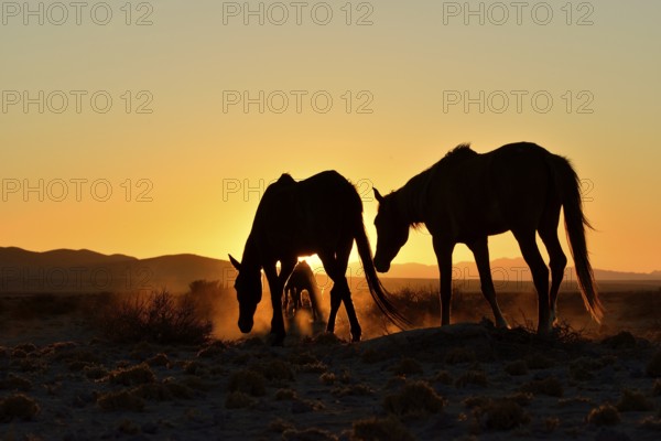 Namib desert horses (Equus ferus) at sunset, backlight, near watering hole at Garub, Aus, Karas