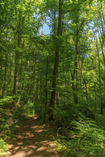 Hiking trail in the UNESCO World Heritage Site and Hainich National Park, Bad Langensalza,