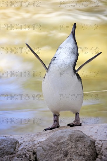 Little Penguin (Eudyptula minor), adult, on land, calling, spreading wings, Kangaroo Island, South