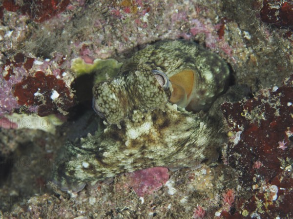 Octopus, Common Octopus (Octopus vulgaris) juvenile, camouflaging itself in colourful underwater