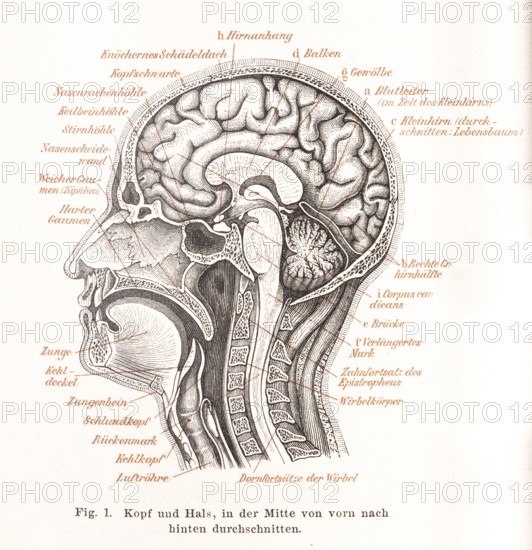 Medicine, anatomy, illustration of a section through the human head with mouth, nose, pharynx,