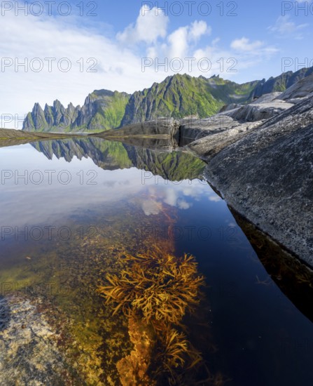 Plants and reflection in the tidal pool, rocky coast of Tungeneset, Devil's Teeth, Okshornan,