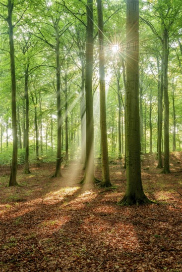 The sun shines through a near-natural beech forest (Fagus sp.) with morning mist, Stubnitz forest