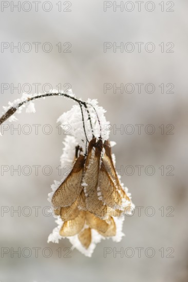 Ice crystals from roarfrost on Amur maple (Acer tataricum subsp. ginnala) seeds at sunshine in