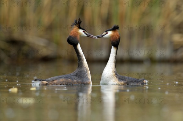Great Crested Grebes (Podiceps cristatus) during a courtship display, Lake Lucerne, Luzern, Canton