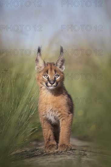 Caracal (Caracal caracal) playful cub sneaking up, Castile-La Mancha, Spain
