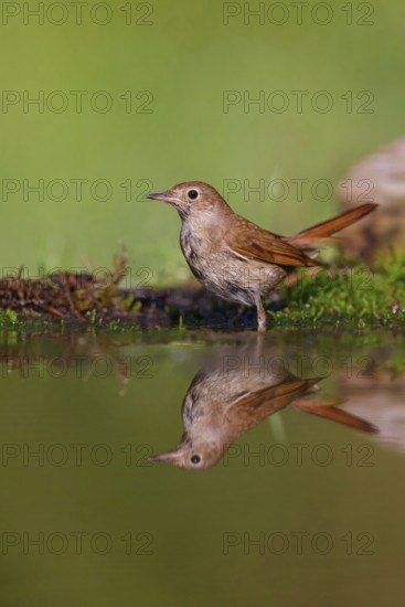 Nightingale (Luscinia megarhynchos), Rossignol philomËle, RuiseÒor Com?n, Bad D¸rkheim district,