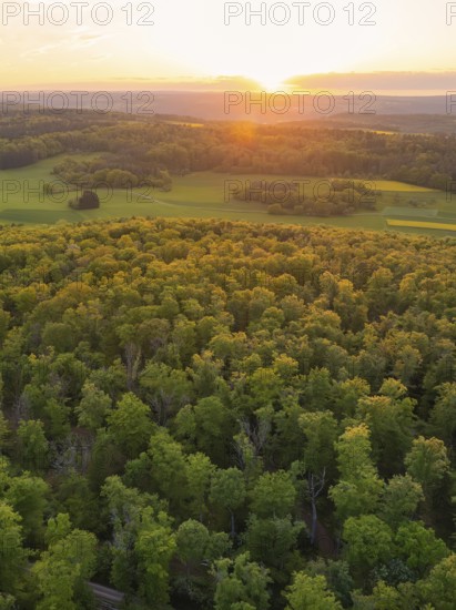 A forest and fields, illuminated by the warm light of the sunset, forest pasture project,