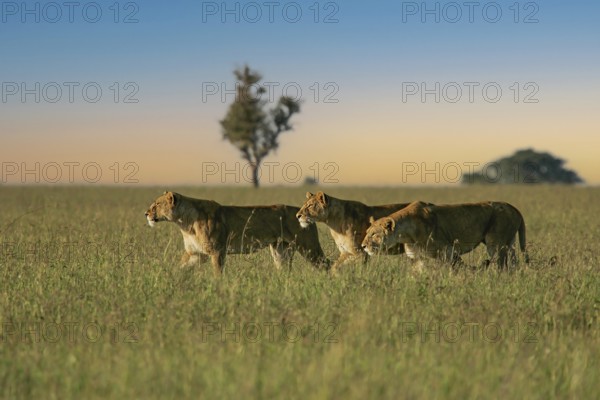 Löwe (Panthera leo) drei Weibchen durchstreifen zusammen die Savanne, Serengeti, Tansania | African