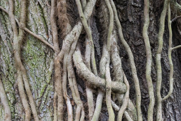 Strong root system of ivy (Hedera helix) overgrows tree trunk, Frankfurt-Nied, Frankfurt am Main,