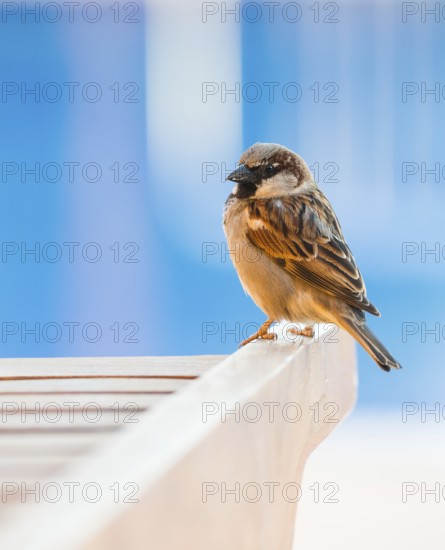 House sparrow (Passer domesticus) or sparrow or house sparrow, male, sitting on a wooden sun
