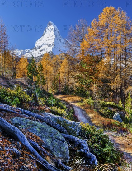 Hiking trail on the Riffelalp with golden yellow larches and Matterhorn 4478m in autumn, Zermatt,
