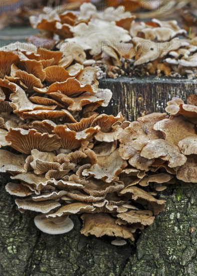 Bitter oyster, bitter oysterling, astringent panus, luminescent panellus, stiptic fungus (Panellus