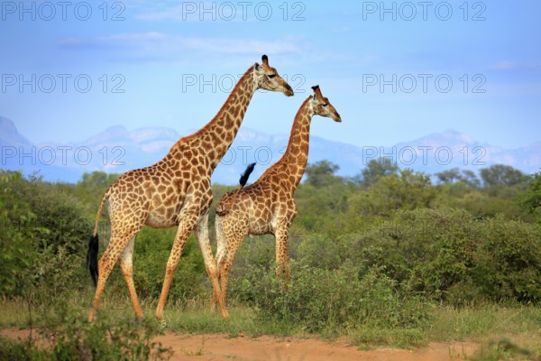 Two giraffes near the forest, Drakensberg Mountains in the background . Green vegetation with big
