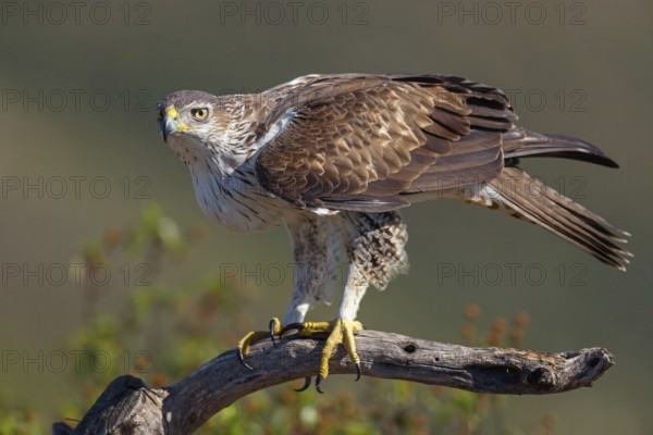 Bonelli's eagle (Hieraaetus fasciatus), Aigle de Bonelli, Águila-azor Perdicera, Tawi Atayr,