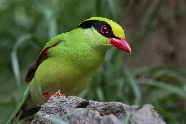 Common Green Magpie (Cissa chinensis chinensis), Yunnan, China