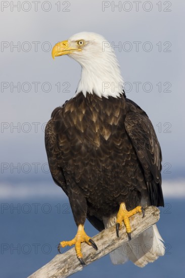 Bald Eagle Haliaeetus leucocephalus Homer, ALASKA, USA February Adult Accipitridae