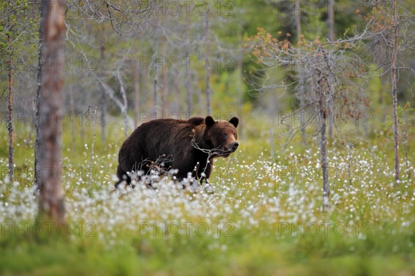 Bear with summer forest, wide angle with habitat. Beautiful brown bear walking around lake, fall