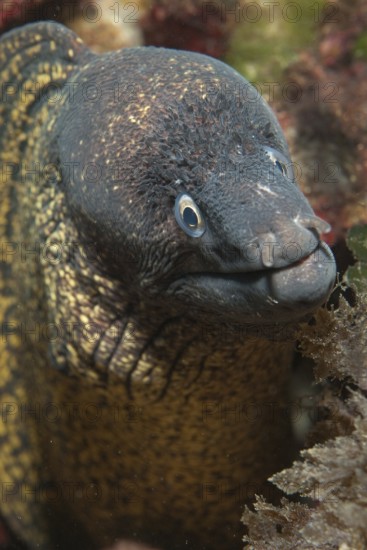 Portrait close-up of head of predatory fish mediterranean moray (Muraena helena) stretching towards