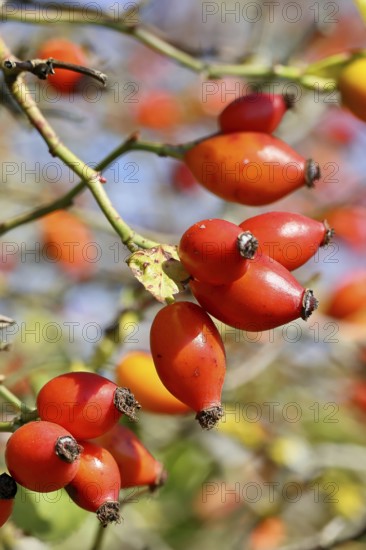Ripe rosehip fruit of the dog rose (Rosa canina) on a branch, Wilnsdorf, North Rhine-Westphalia,