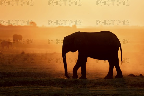 African elephant (Loxodonta africana), silhouette, sunset, atmospheric light, Ihaha, Chobe National