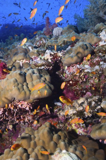 Jewelled flagfish (Pseudanthias squamipinnis) swimming over colourful vibrant intakes healthy