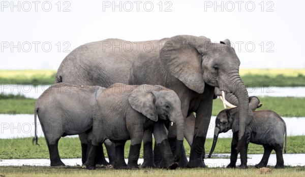 African elephant (Loxodonta africana) with baby, young and dam, Amboseli National Park, Rift Valley